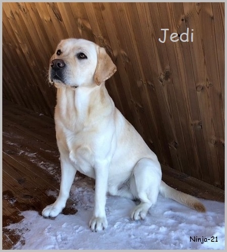 Jedi 2v