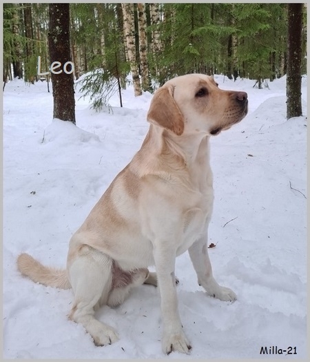 Leo 2v