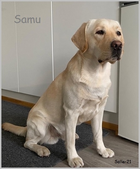Samu 2v