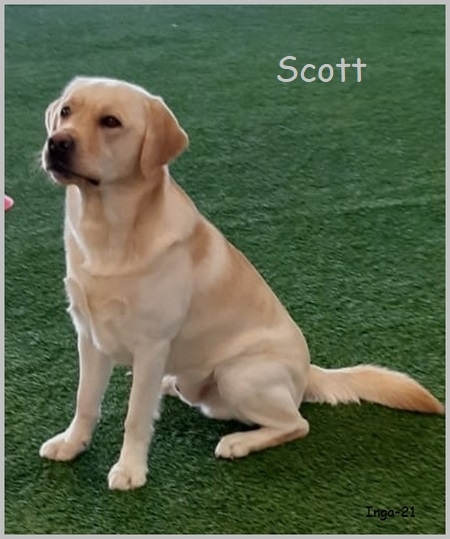 Scott 2v