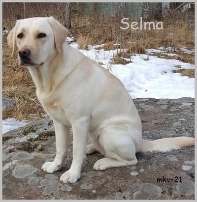 Selma 2v