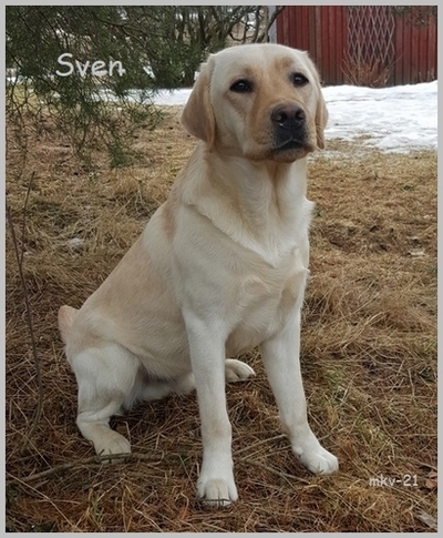 Sven 2v