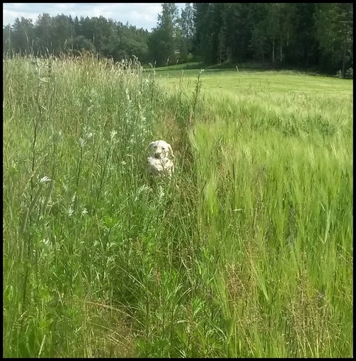 Vilja tuo pupun